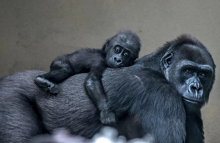 Мама-горилла с детенышем