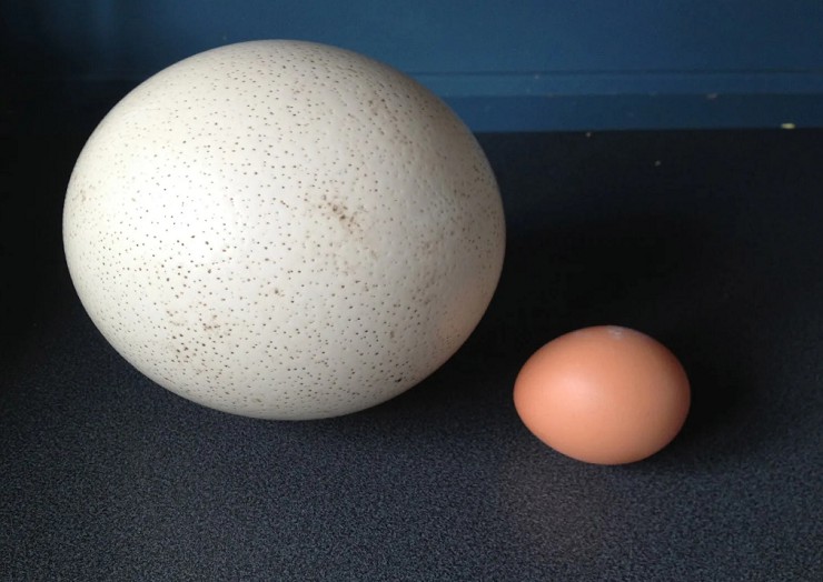 Страусиное яйцо в сравнении с куриным
