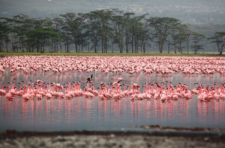 Розовые фламинго на африканском озере