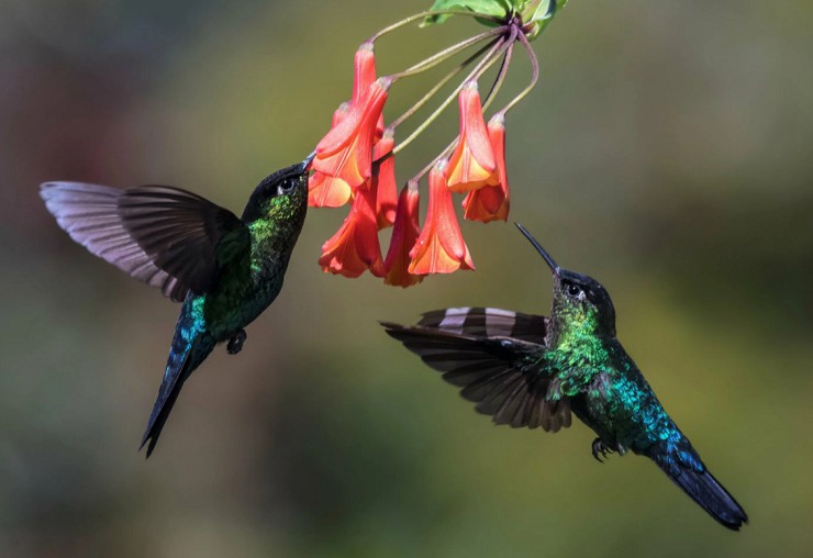 Разнообразие видов колибри