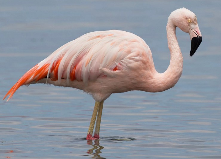 Чилийский фламинго
