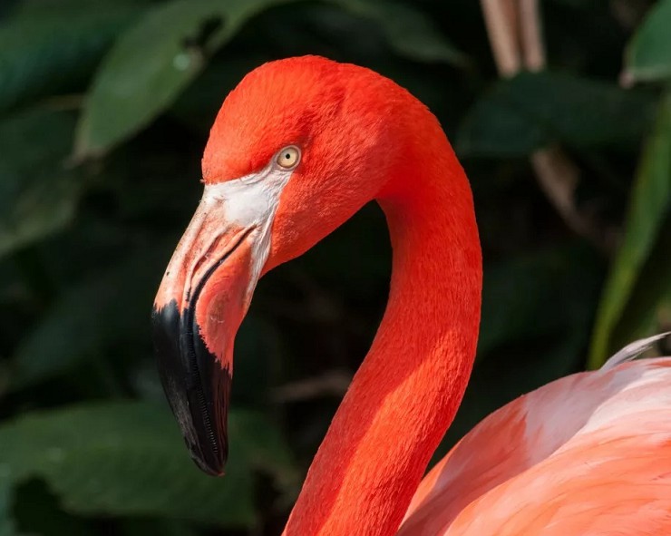 Шея и клюв красного фламинго