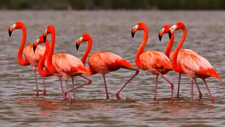 Ноги красного фламинго