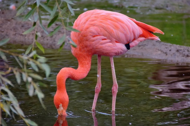 Места обитания красного фламинго