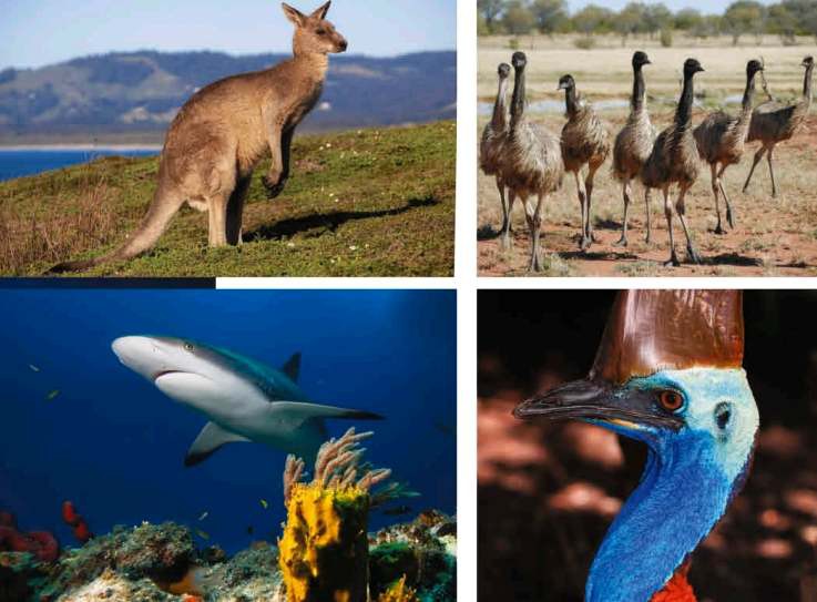 Фауна Австралии и Океании