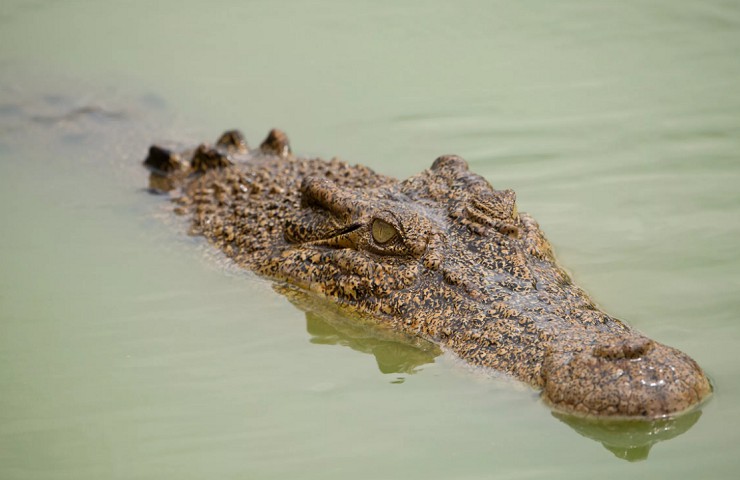 Гребнистый крокодил в засаде