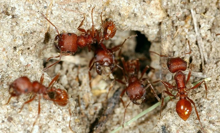 Камера для матки муравьев атта