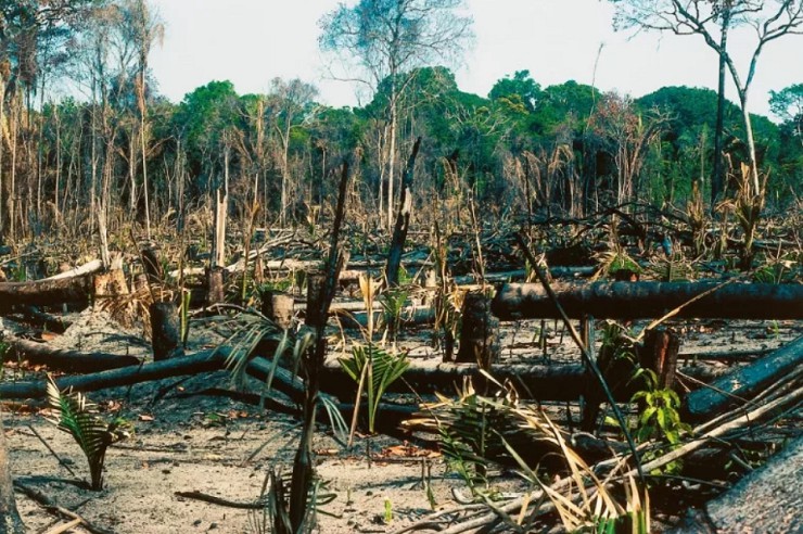 Последствия вырубки лесов