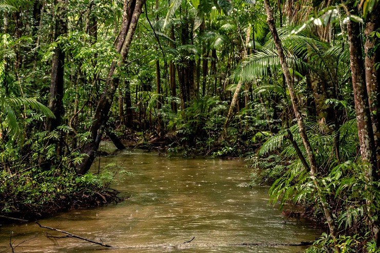 Удивительно красивые, загадочные и опасные леса Амазонии
