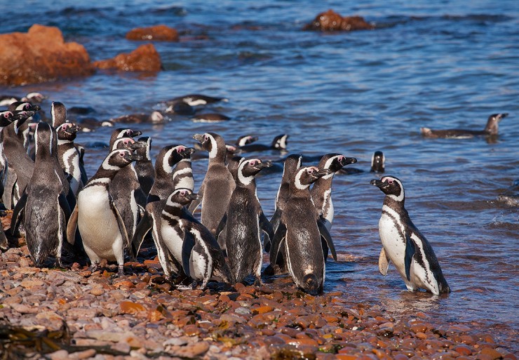 Магеллановы пингвины на побережье Атлантики