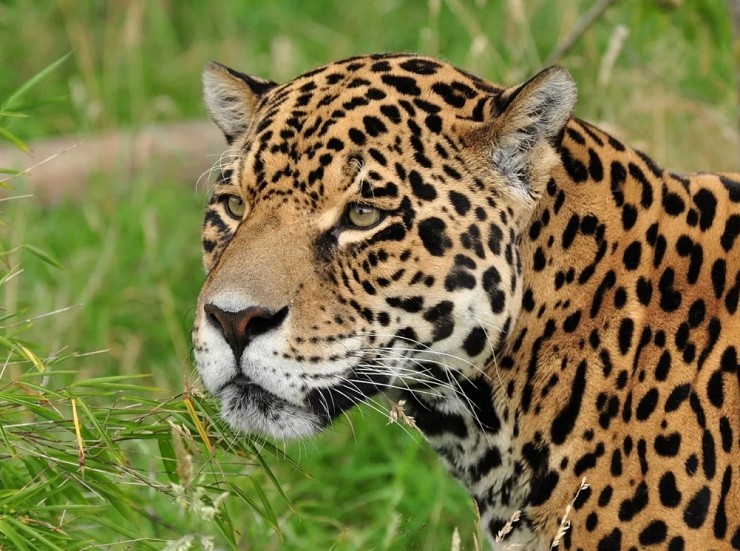 Ягуар - священное животное