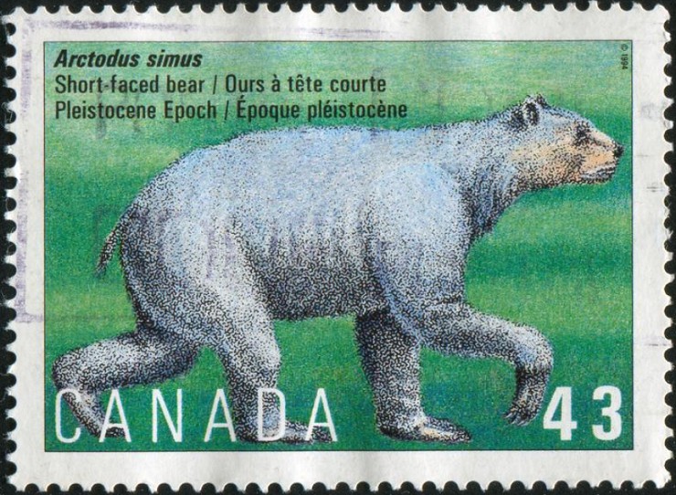 Марка с изображением коротколицего (бульдожьего) медведя. 1993 г. Канада