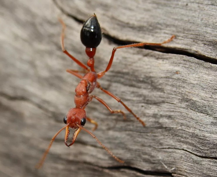 Южноамериканский красный муравей
