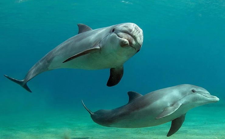 Бутылконосый дельфин, или афалина