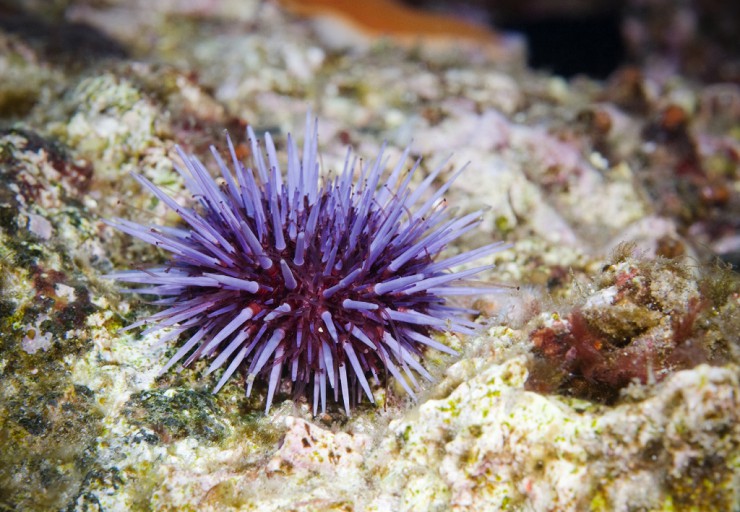Пурпурный морской еж