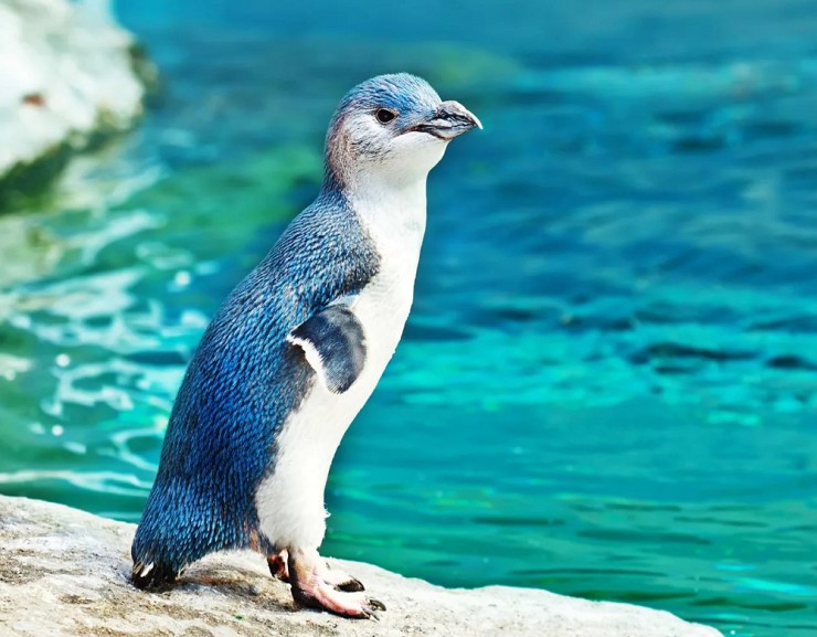 Голубой пингвин