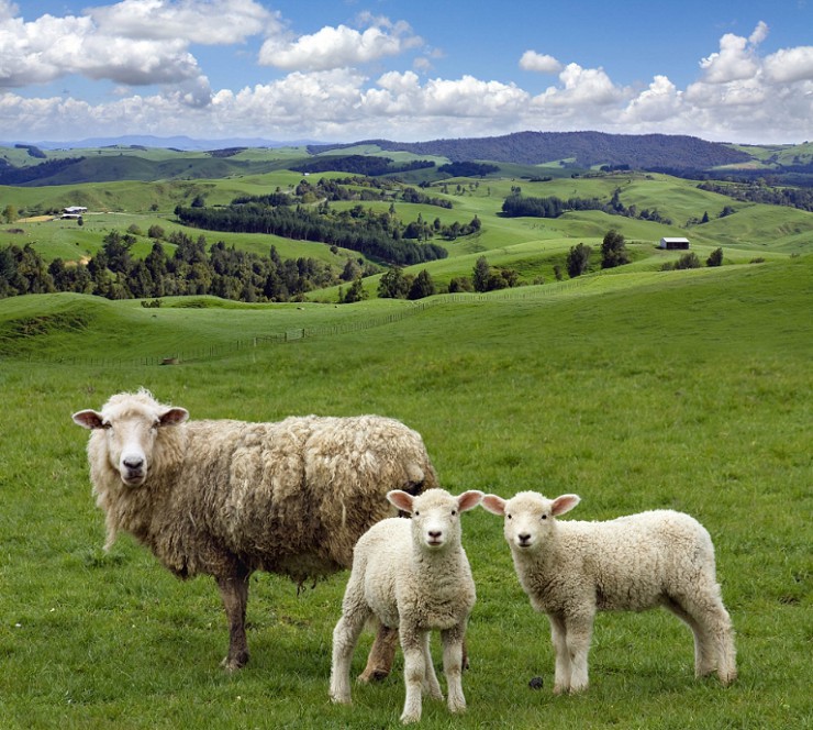 Новозеландец среди овец