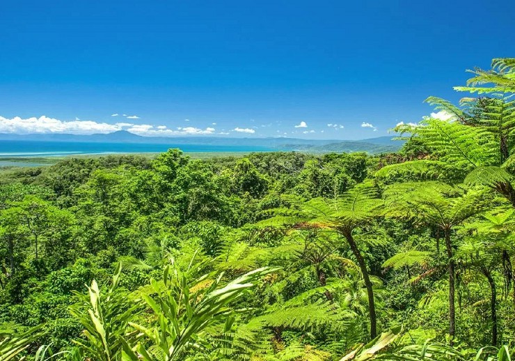 Тропический лес в австралийском штате Квинсленд