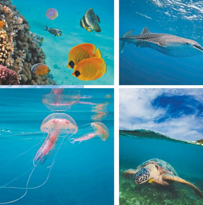 Растительный и животный мир океанов и морей