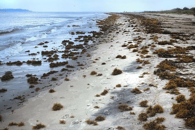 Саргассовые водоросли, выброшенные ни атлантическое побережье