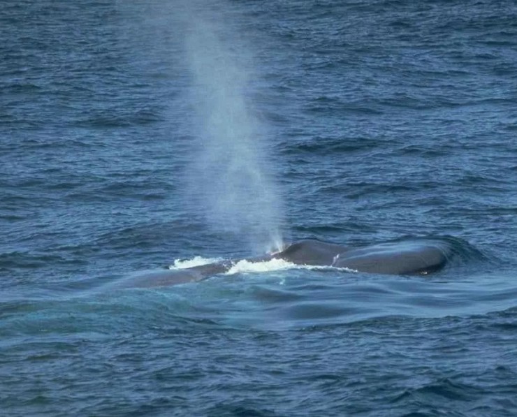 Почему кит выпускает фонтан