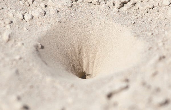 Ловушка муравьиного льва в песке