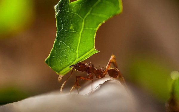 муравьи-листорезы