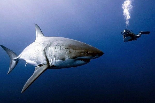 Встреча с большой белой акулой