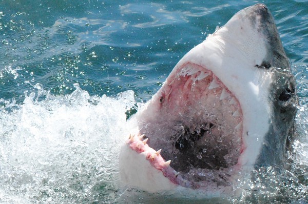 Большая белая акула атакует