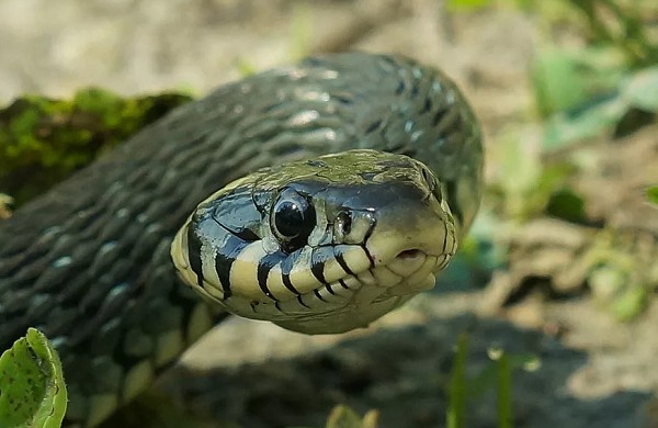 Взгляд змеи