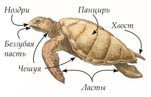 Строение морской черепахи