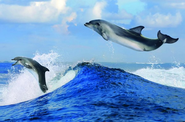 Дельфины любят играть на волнах