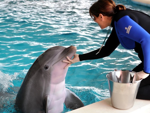 На тренировке дельфинов