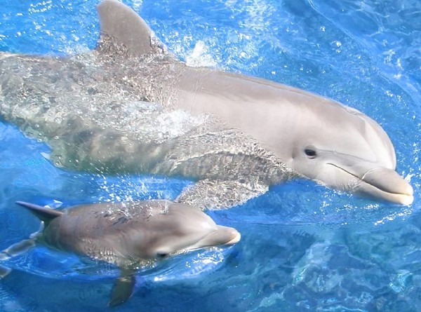 дельфин и детеныш