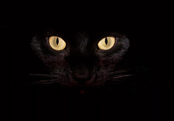Глаза у кошки светятся в неполной темноте отраженным светом