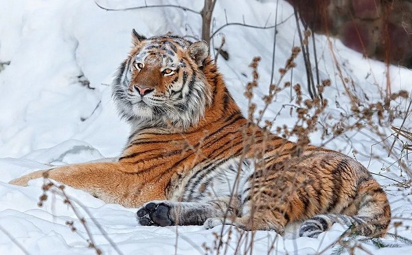 Тигр отдыхает на снегу