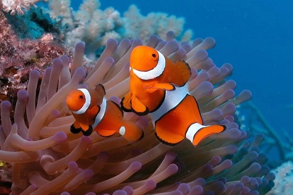 Коралловые полипы и рыбки-клоуны