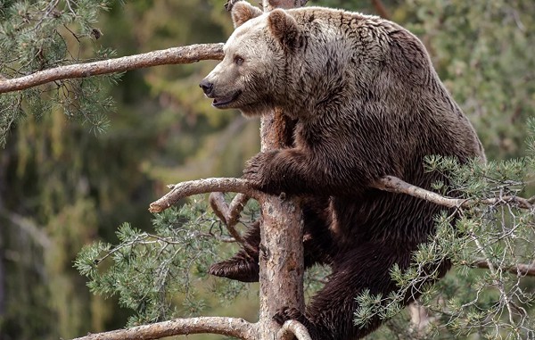 медведь на дереве