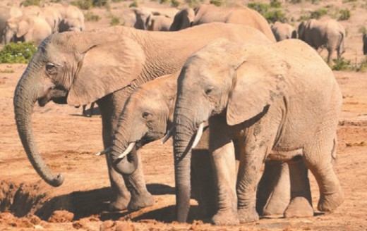 Саванные слоны