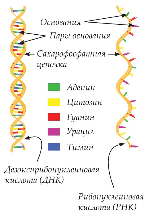 Структура молекулы днк рнк. Схема структуры ДНК И РНК. Структура ДНК И РНК кратко и понятно. Структура молекулы ДНК И РНК. Молекула ДНК И РНК.