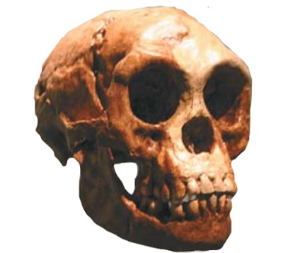 Череп Homo floresiensisс