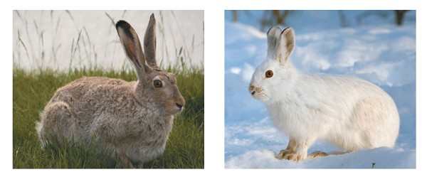 Заяц-беляк в летнем и зимнем