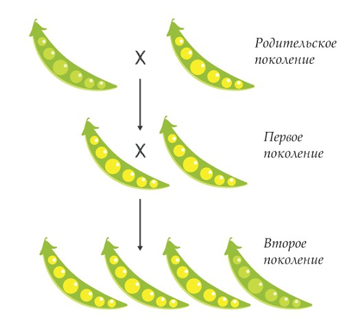 Распределение признака цвета при скрещивании гороха с желтыми и зелеными горошинами 