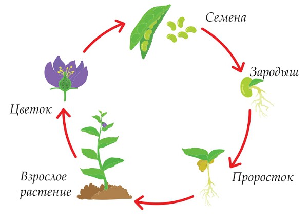 Жизненный цикл цветкового растения
