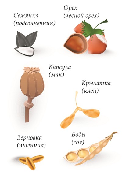 Типы сухих плодов