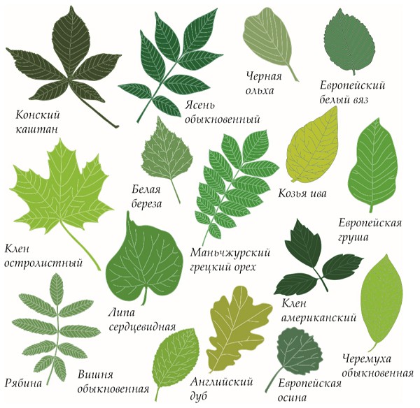 Листья различных растений