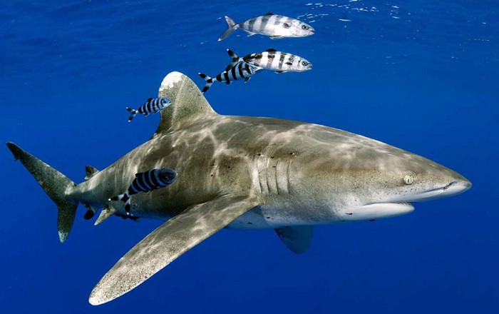 Длиннокрылая акула (лонгиманус)