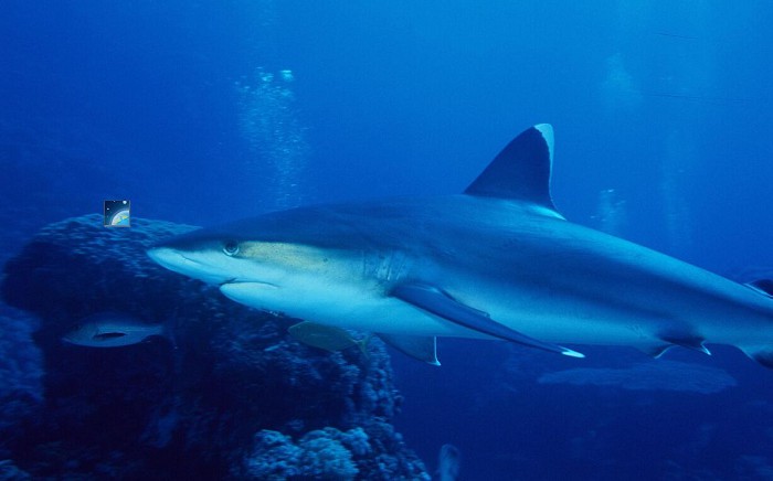 Серебристая акула