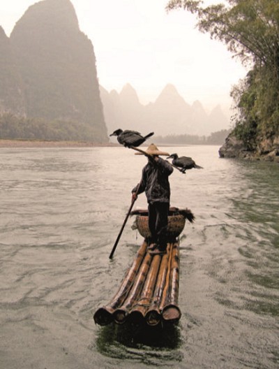 Китайский рыболов с бакланами