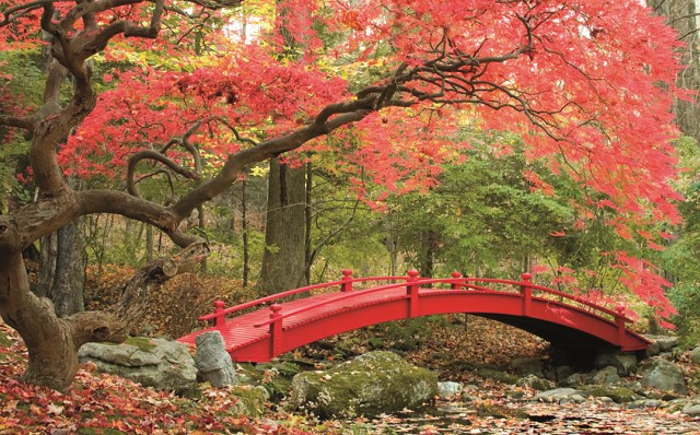 Японский красный клен — еще один символ страны